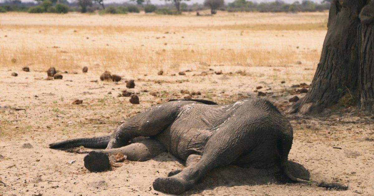Elephant death toll in Zimbabwe rises to 200 amid severe drought