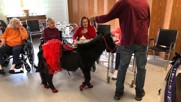 Mini-Horses From Lovebug Therapeutic Horses Visit Patients At Vincentian Marian Manor 