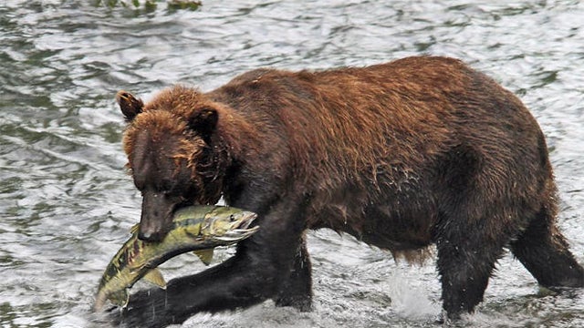 brown-bear-with-chum-salmon-sherri-obrien-promo.jpg 