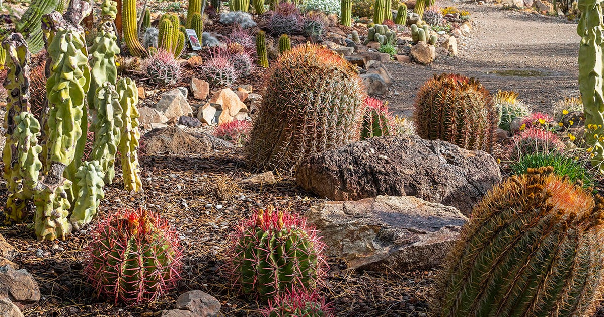 Nature up close A living museum in the Sonora Desert CBS News