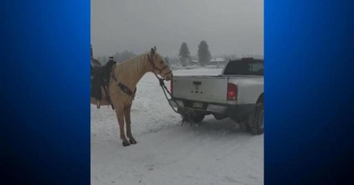 horse gets anally fucked bestiality porn