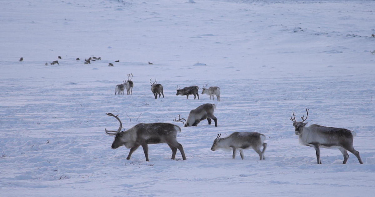 Climate change: Reindeer, caribou populations threatened by warmer temperatures - CBS News