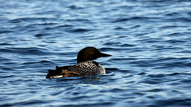 A loon is pictured on Lake Winnipesaukee 
