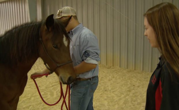 Wild mustangs adopted by Lewisville ISD FFA students 