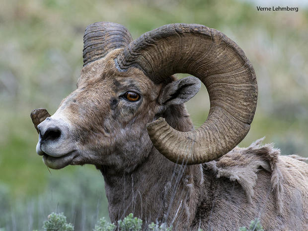 male-bighorn-probably-about-eight-or-nine-years-old-verne-lehmberg.jpg 