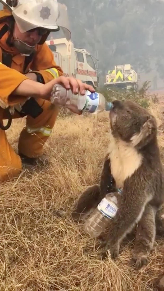 A koala drinks water offered from a bottle by a firefighter in Cudlee Creek during bushfires in south Australia 