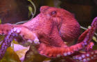 octopus-promo.jpg 