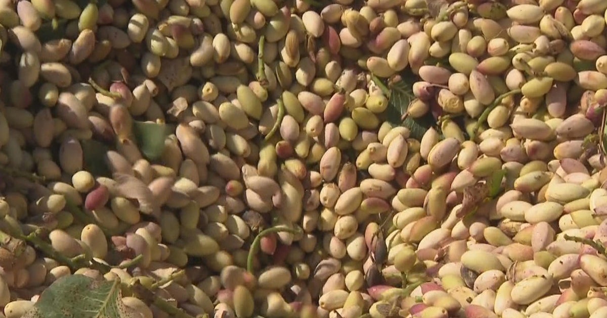 With the biennial harvest of the valuable crop upon them, farmers of