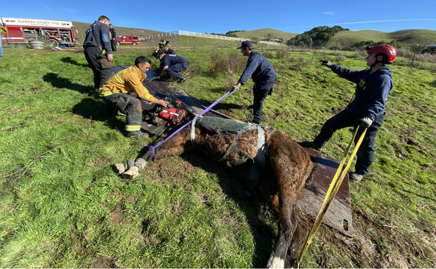 rescued horse 