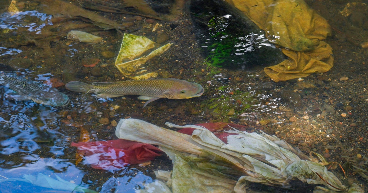 UN says "urgent action" needed to protect Earth's biodiversity