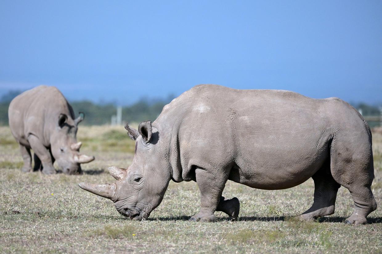 Endangered species Newlycreated northern white rhino embryo could