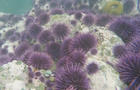 sea-urchins-decimating-kelp-forests-promo.jpg 