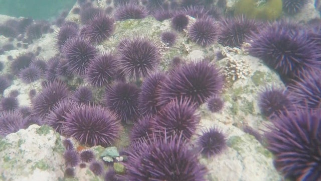 sea-urchins-decimating-kelp-forests-promo.jpg 