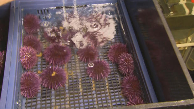 sea-urchin-feed-lot-620.jpg 
