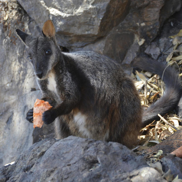 Australia Wildfires Wildlife 