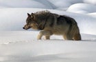 wolfvideo-2010743-640x360.jpg 