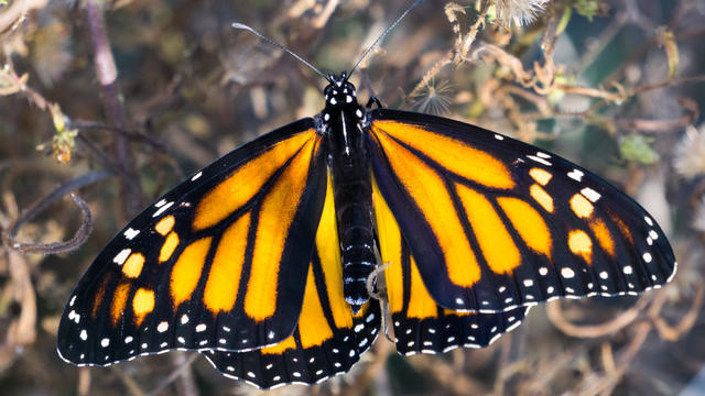 Female monarch butterfly with wings spread, California 