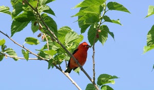 Songbirds in Texas 
