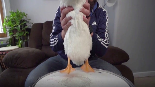 The internet has fallen in love with Ben Afquack, the drumming duck - CBS  News