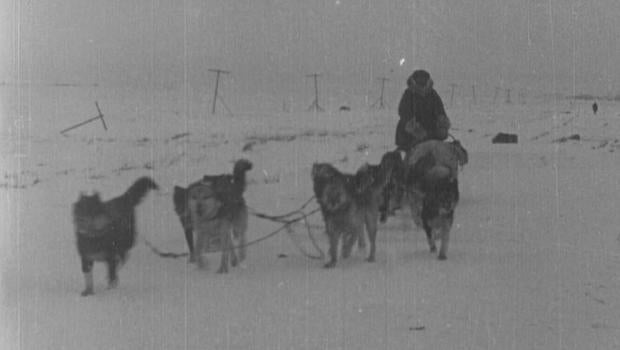 balto sled