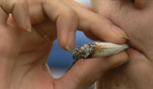 Fatal crashes involving marijuana have doubled in Washington 