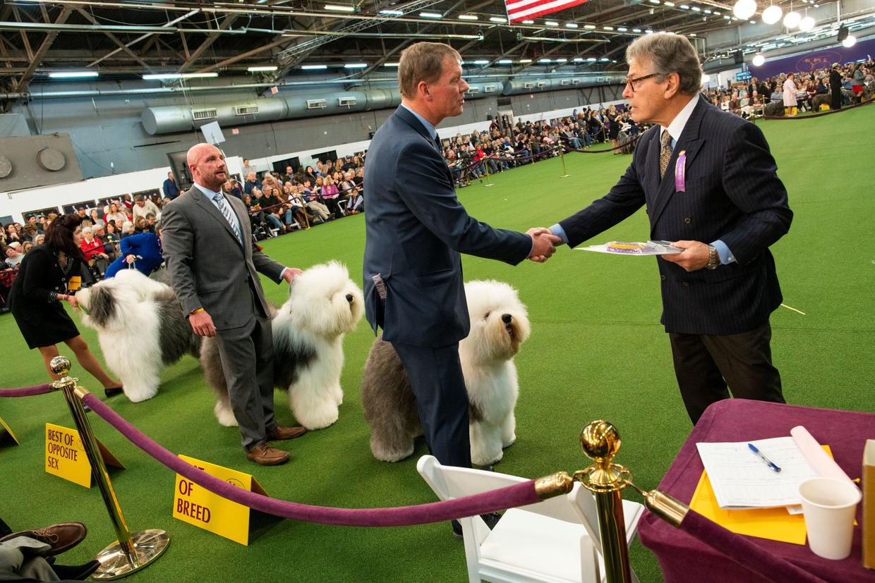 "A supermodel pug" - Photos from the 2020 Westminster Dog Show - CBS News
