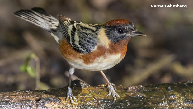 bay-breasted-warbler-verne-lehmberg-620.jpg 