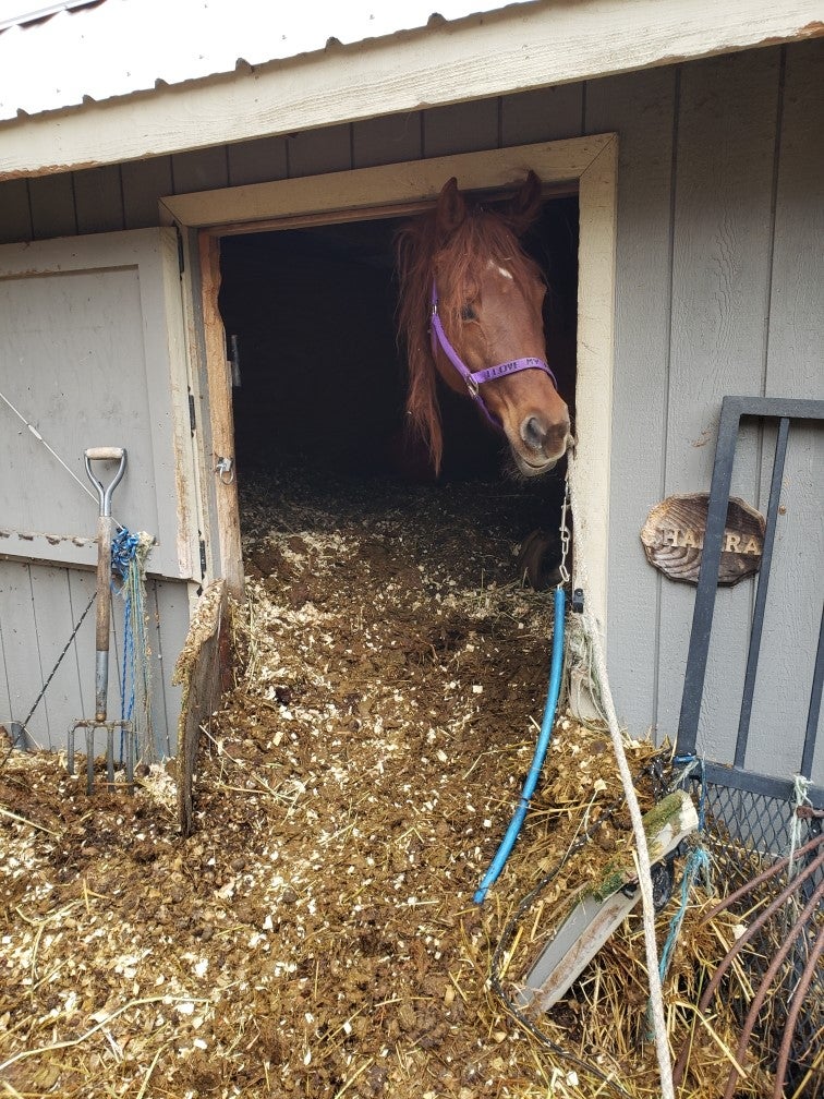MSPCA Rescues Ludlow Horses From 'Worst Conditions They've Ever Seen