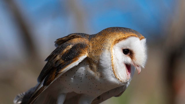 barn-owl-calling-verne-lehmberg-promo.jpg 