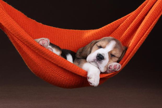 Little cute puppy in a hammock 