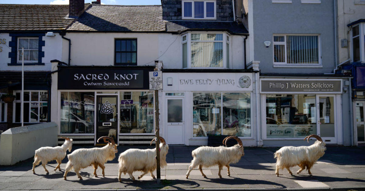 Wild Goats Take Over Empty Streets Of Welsh Town As Residents Stay Inside Cbs News