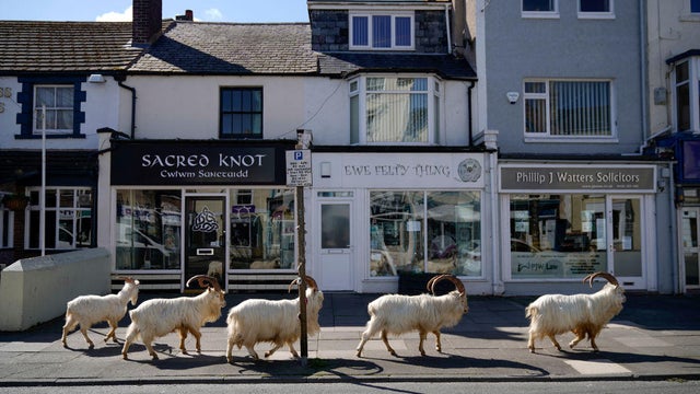 Goats Roam Welsh Town As Coronavirus Lockdown Empties Its Streets