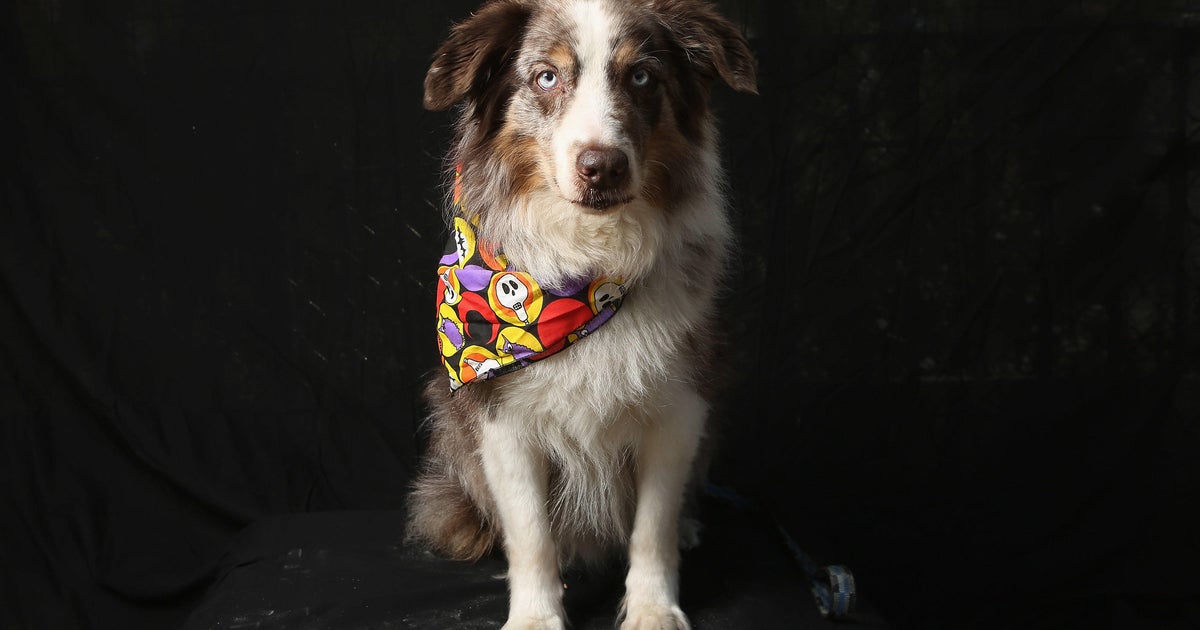The Most Popular Dog Breeds In America The Most Popular Dog Breeds In America