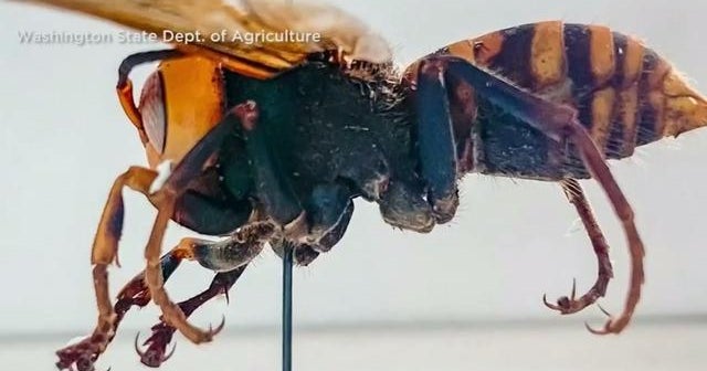Murder Hornets May Have Come To U S As Unwitting Hitchhikers Cbs News