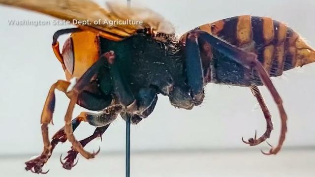 Murder Hornets Have Now Entered The U S And They Could Decimate The Honeybee Population Cbs News