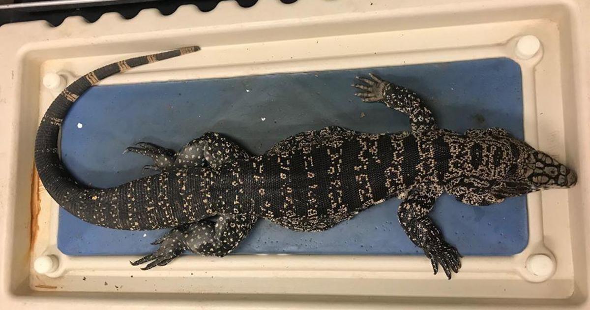 Giant, invasive lizards, up to 4 feet long, spotted in Georgia - CBS News