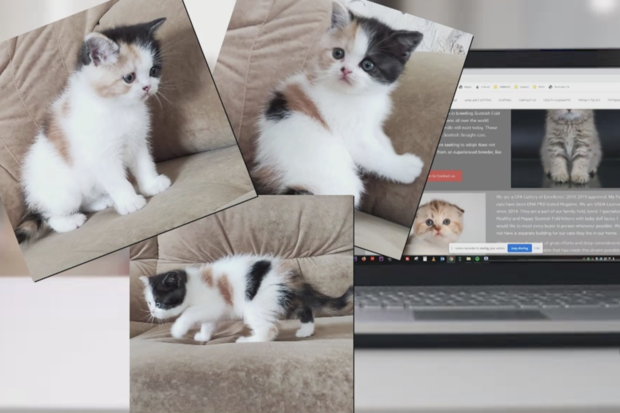 Kitten images from pet scam story 
