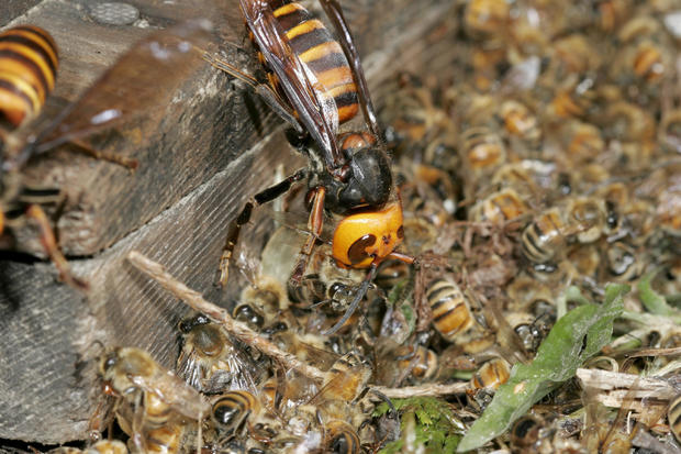 Japanese Giant Hornet, Vespa mandarinia, The killing field, Hase Valley, Nagano prefecture, Japan 
