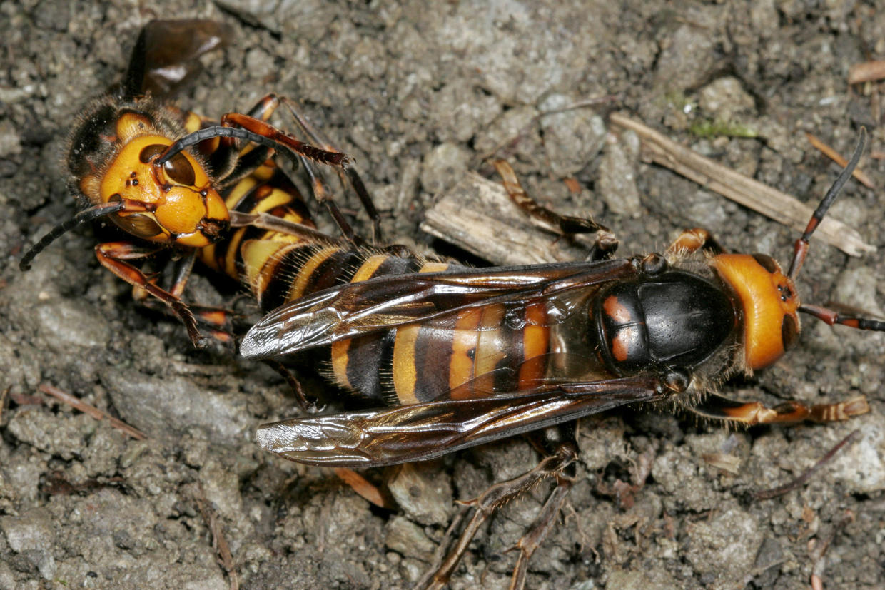 A New Queen Murder Hornet Spotted In The United States Pictures Cbs News