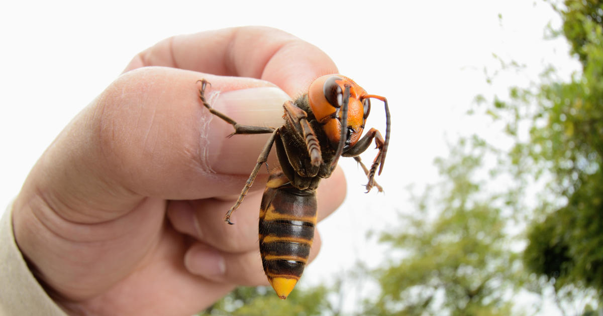 Washington State's Quest To Track Down the Murder Hornets