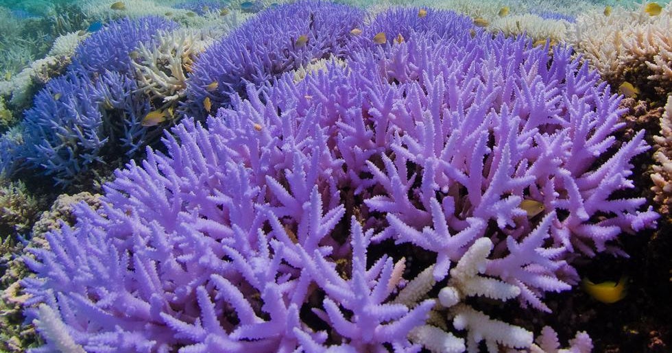Dying coral reefs turn vibrant neon colors in apparent lastditch