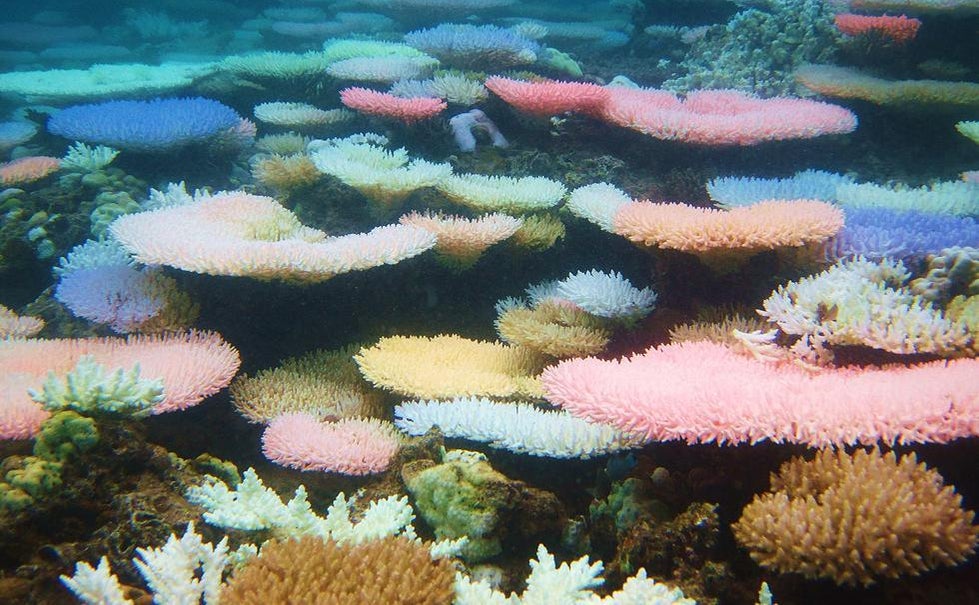 Dying coral reefs turn vibrant neon colors in apparent lastditch