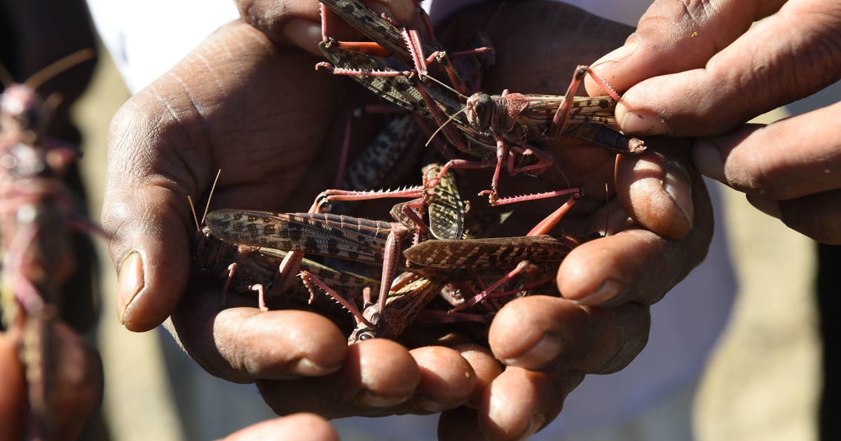 Coronavirus-battered India is now battling a plague of locusts