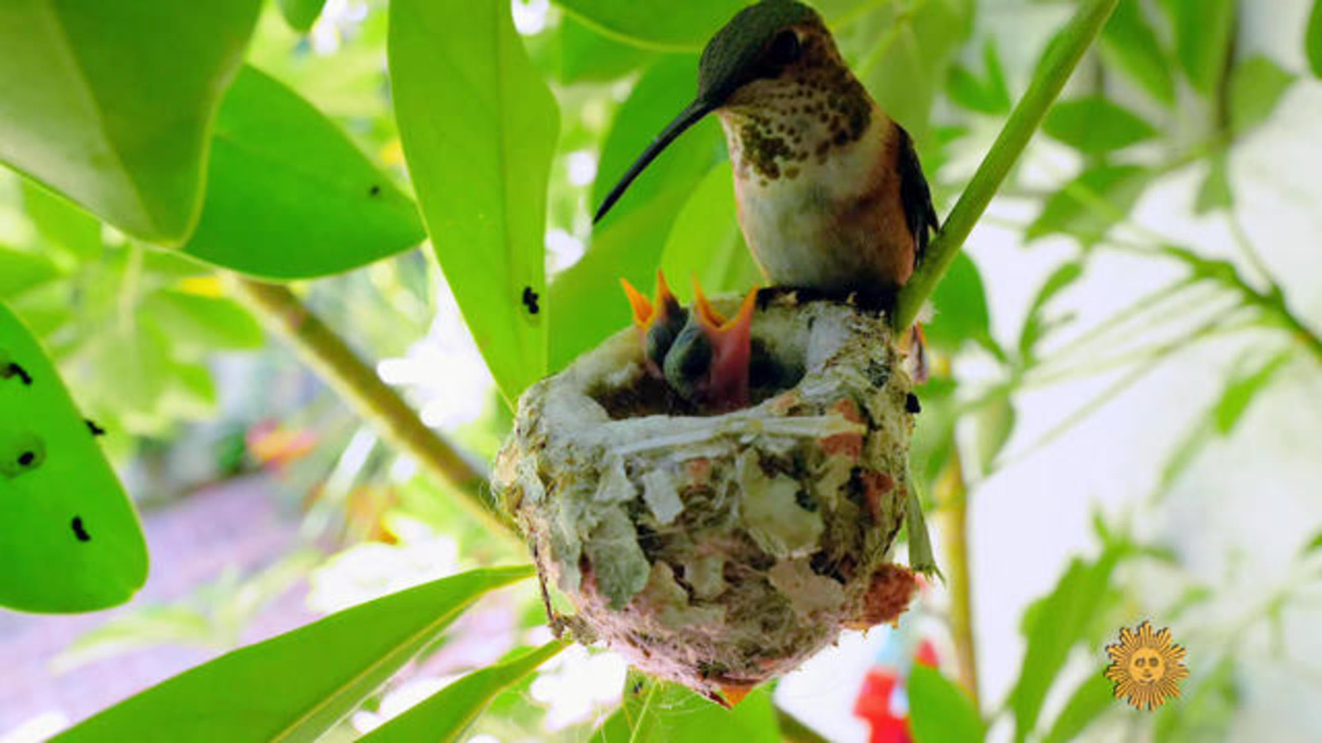 Nature: Hummingbird nest - CBS News