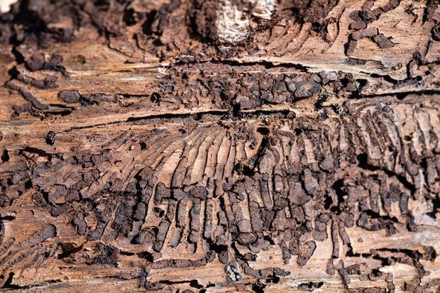 climate change dried woodlands 