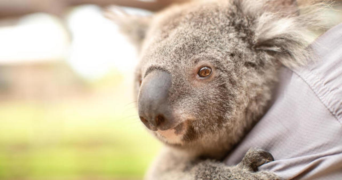 Koalas Are On Track To Go Extinct In Australia S New South Wales Before 2050 Cbs News