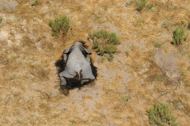 A dead elephant is seen in this undated handout image in Okavango Delta 