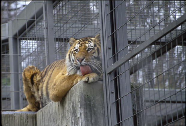 Siberian tiger in the Zurich zoo 