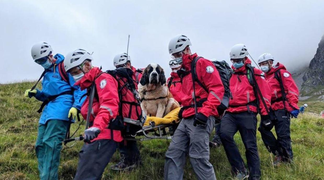 Mountain Rescue Crew Carry Saint Bernard Off England S Highest Peak   Scafell Pike Dog Rescue 01 