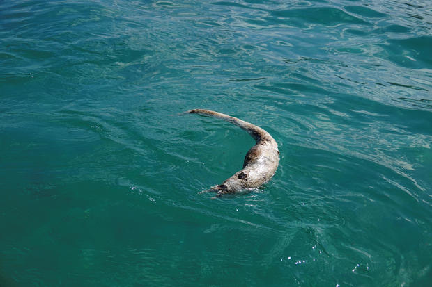 A dead eel is seen floating following an oil leakage from the bulk carrier ship MV Wakashio, belonging to a Japanese company but Panamanian-flagged, that ran aground on a reef, at the Riviere des Creoles 